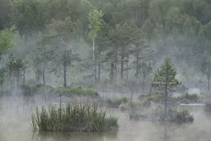 Images Dated 6th June 2008: Hydrogen sulphide (H2S) pond in mist, Bog forest, Kemeri National Park, Latvia, June 2009