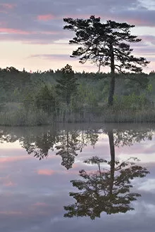 Images Dated 6th June 2008: Hydrogen sulphide (H2S) pond with trees reflected in water at dusk, Bog forest, Kemeri