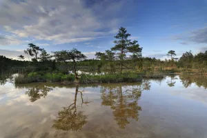 Wetlands Prints: Hydrogen sulphide (H2S) pond with trees reflected in water
