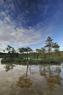 Hydrogen sulphude (H2S) pond with trees reflected in water, Bog forest, Kemeri National Park