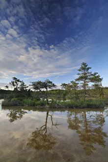 Wetlands Prints: Hydrogen sulphude (H2S) pond with trees reflected in water