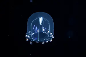 Hydroid Prints: Hydromedusa jellyfish (Aequorea sp)