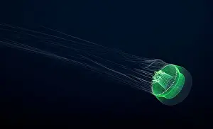 Black Background Prints: Hydromedusa jellyfish (Orchistoma nubiae) in open ocean at night