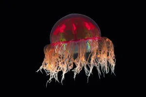 Deep Sea Collection: Hydromedusa / Trachymedusa (Crossota sp) from approx 2700m, mid Atlantic ridge, June 2010