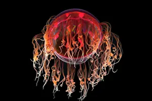 Black Background Prints: Hydromedusa / Trachymedusa (Crossota sp) showing tentacles