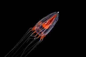 Hydroid Prints: Hydrozoan jellyfish (Hydromedusae sp)