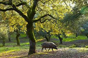 Andalucia Collection: Iberian black pig foraging in oak woodland, Sierra de Aracena Natural Park, Huelva