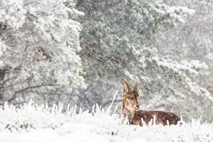 Spain Collection: Iberian ibex (Capra pyrenaica), adult male, sitting down in snow covered landscape during snowfall