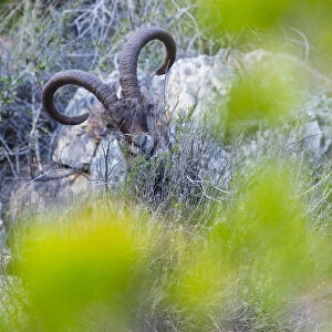 Iberian ibex (Capra pyrenaica) amongst scrub, Cliffs of Maro-Cerro Gordo Natural Area