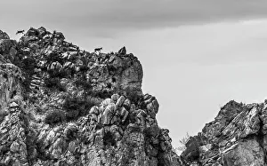 Goat Prints: Two Iberian ibex (Capra pyrenaica) walking along mountain ridge