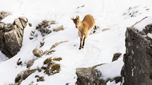 Spain Collection: Iberian ibex (Capra pyrenaica) yearling making its way down snow covered slope