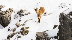 Goat Prints: Iberian ibex (Capra pyrenaica) yearling making its way down snow covered slope