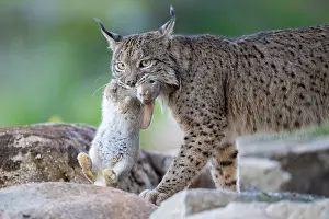 Leporidae Prints: Iberian lynx (Lynx pardinus) carrying Rabbit (Oryctolagus cuniculus) prey in mouth
