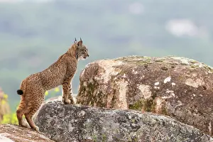 Lynx Prints: Iberian lynx (Lynx pardinus) cub