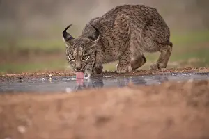 Endemic Prints: Iberian lynx (Lynx pardinus) female