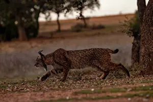 Endemic Prints: Iberian lynx (Lynx pardinus) female