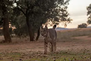 Endemic Prints: Iberian lynx (Lynx pardinus) female