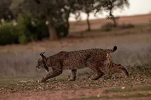 Endemic Prints: Iberian lynx (Lynx pardinus) female