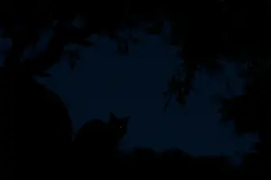 Lynx Prints: Iberian lynx (Lynx pardinus) grooming at night