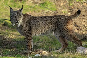 Iberian lynx (lynx pardinus) juvenile portrait, Sierra de Andujar, Andalusia, Spain Iberian lynx (lynx pardinus) juvenile portrait, Sierra de Andujar, Andalusia, Spain