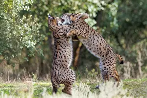 Spotted Prints: Two Iberian lynx (Lynx pardinus) juveniles playfighting