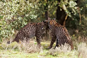 Spotted Prints: Two Iberian lynx (Lynx pardinus) juveniles playfighting