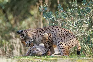 Spotted Prints: Two Iberian lynx (Lynx pardinus) juveniles playfighting