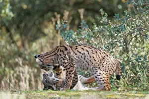 Spotted Prints: Two Iberian lynx (Lynx pardinus) juveniles playfighting
