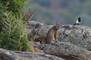 Iberian lynx (Lynx pardinus) with Magpie (Pica pica) behind, Sierra de Andujar Natural Park