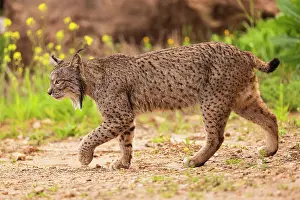 Lynx Prints: Iberian lynx (Lynx pardinus) male