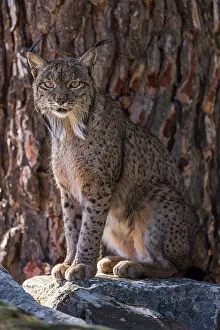 Lynx Prints: Iberian lynx (Lynx pardinus) male