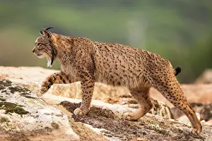 Lynx Prints: Iberian lynx (Lynx pardinus) male