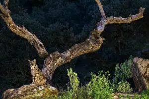 Lynx Prints: Iberian lynx (Lynx pardinus) male