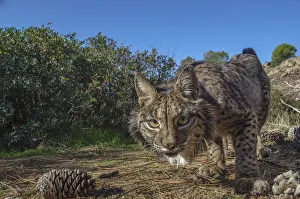 Iberian lynx (Lynx pardinus) photographed with camera traps in Andalusia, Spain