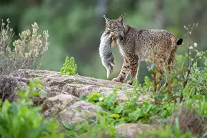 Leporidae Prints: Iberian lynx (Lynx pardinus) with Rabbit (Oryctolagus cuniculus) prey in mouth