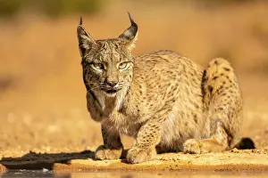 Lynx Prints: Iberian lynx (Lynx pardinus) resting, La Mancha, central Spain. July. Endangered