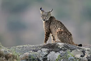 Iberian lynx (Lynx pardinus), Sierra de Andujar Natural Park, Jaen, Spain, September