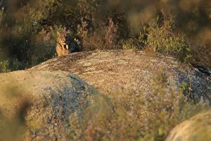 Iberian lynx (Lynx pardinus) Sierra de Andujar Natural Park, Jaen, Spain, January