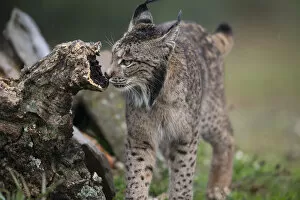 Images Dated 8th July 2020: Iberian lynx (Lynx pardinus) sniffing scent on dead branch