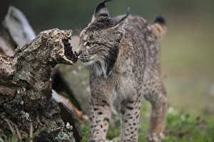 Using Senses Prints: Iberian lynx (Lynx pardinus) sniffing scent on dead branch