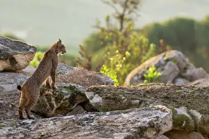 Lynx Prints: Iberian lynx (Lynx pardinus) standing on rocks in morning sunlight