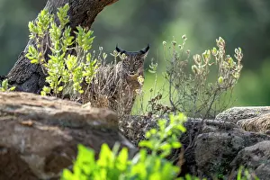 Lynx Prints: Iberian lynx (Lynx pardinus) standing on rocks among vegetation