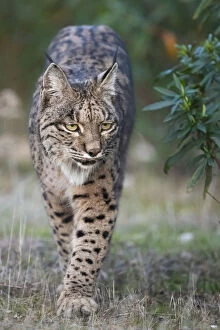 Andalusia Gallery: Iberian lynx (Lynx pardinus) walking, Parque Natural Sierra de Andujar, Andalucia, Spain