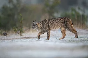 2020 September Highlights Gallery: Iberian lynx (Lynx pardinus) walking on frosty grass, Parque Natural Sierra de Andujar