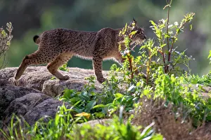 Lynx Prints: Iberian lynx (Lynx pardinus) walking over rocks