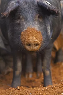 Iberian pig with mud covered snout, Sierra de Aracena Natural Park, Huelva, Andalucia