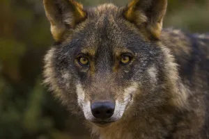 Iberian wolf (Canis lupus signatus) captive, Spain