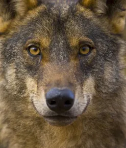 Iberian wolf (Canis lupus signatus) captive, Spain