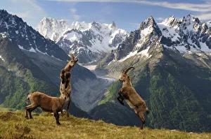 Ibex (Capra Ibex) fighting, Aiguilles Rouges National Nature Reserve, Haute-Savoie