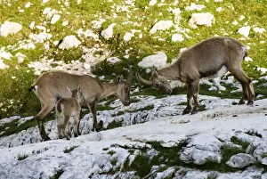 Images Dated 16th July 2009: Two Ibex (Capra ibex) fighting with baby watching, Triglav National Park, Julian Alps